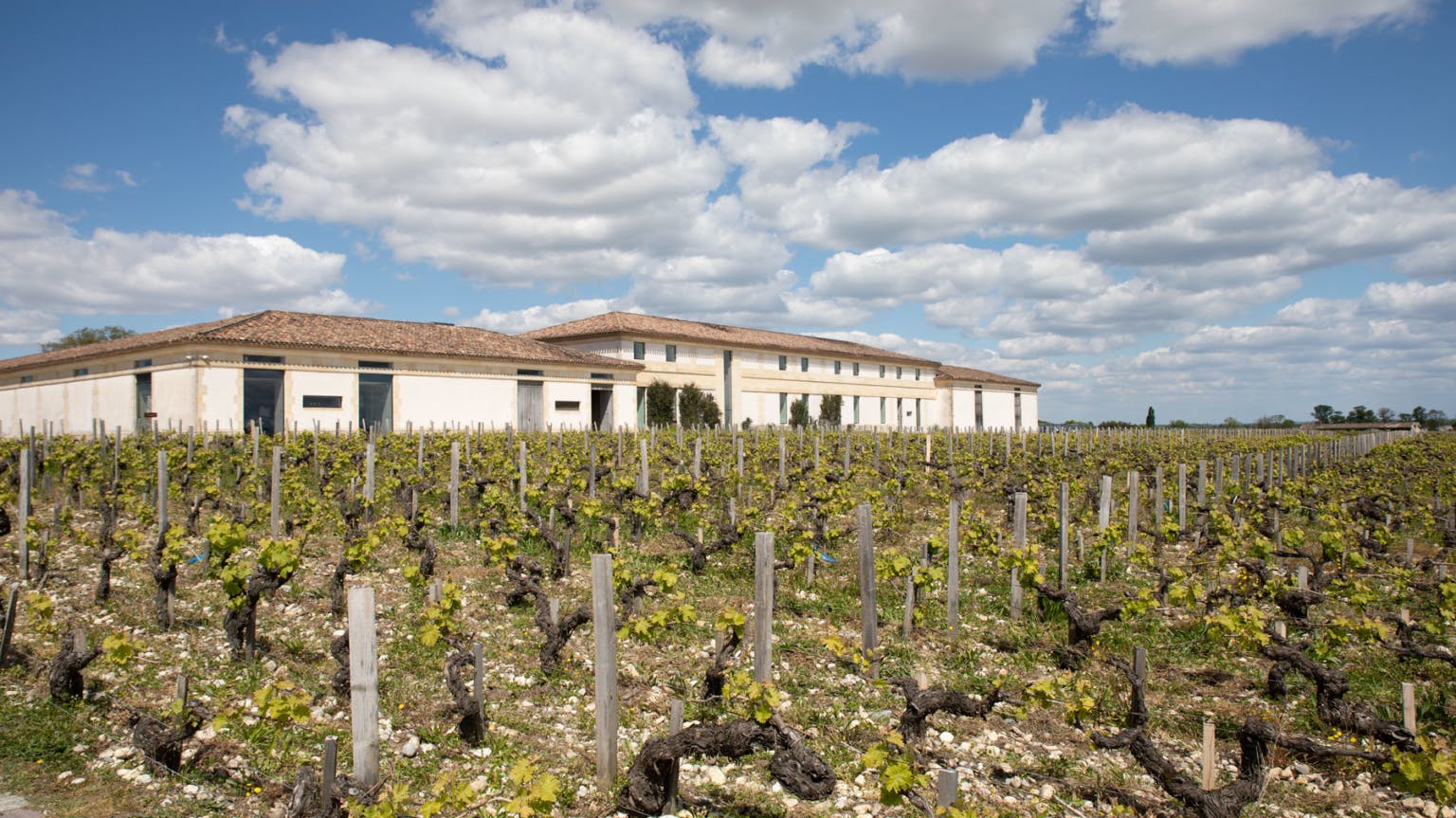 Latour-vineyard