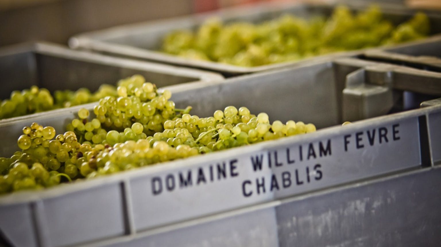 Chablis 2020: a mineral, saline sucker punch of a vintage