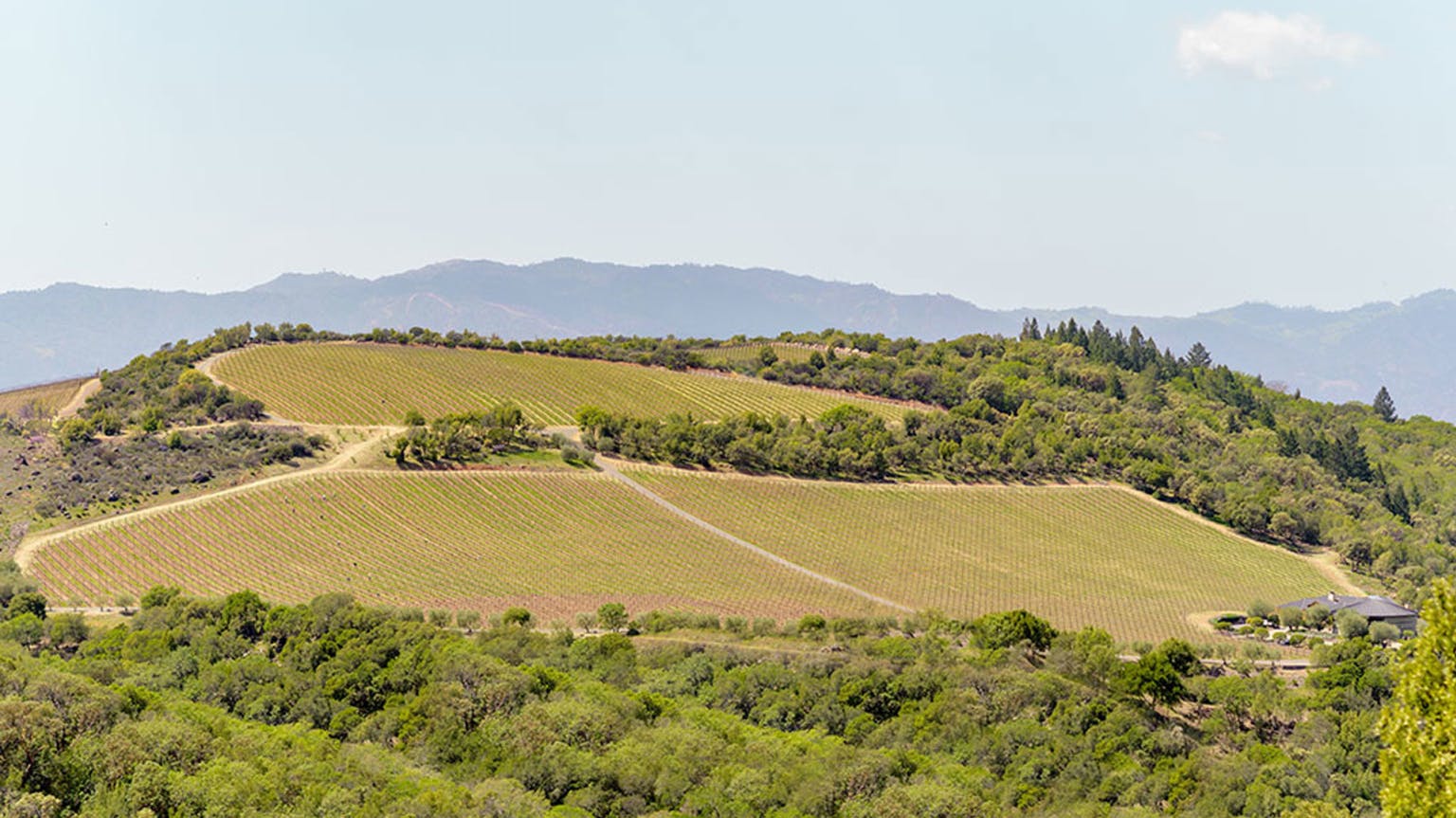 IX-estate-vineyard-pritchard-hill