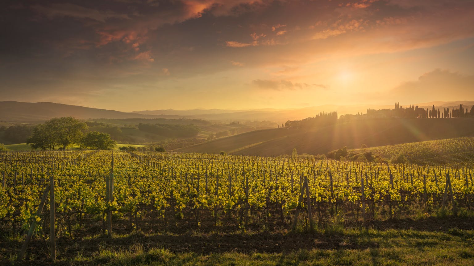 Montalcino vineyards at sunset. Tuscany region. iStock
