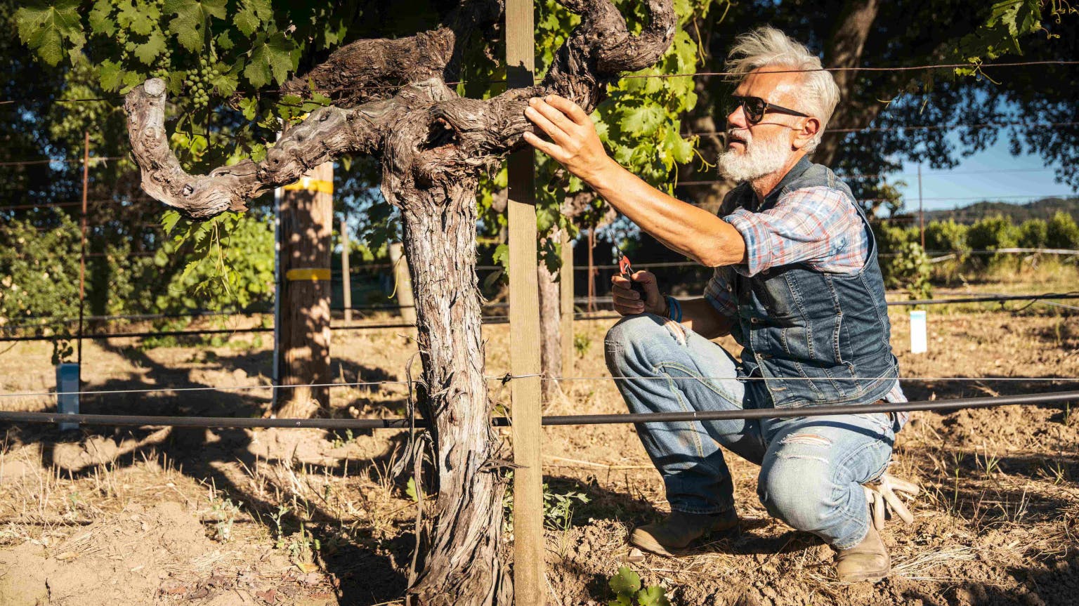 Marco Simonit on why old vines matter