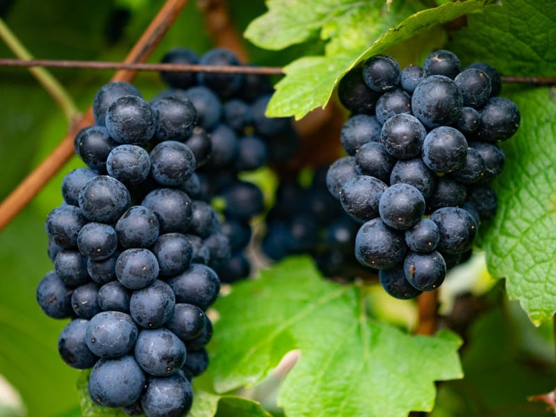 red-grapes-volnay