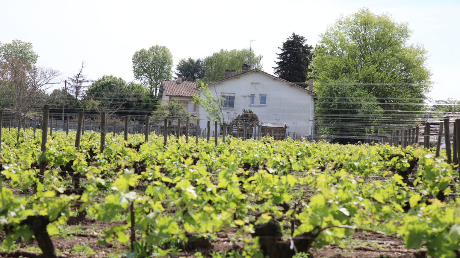 Belle-Brise-vineyards