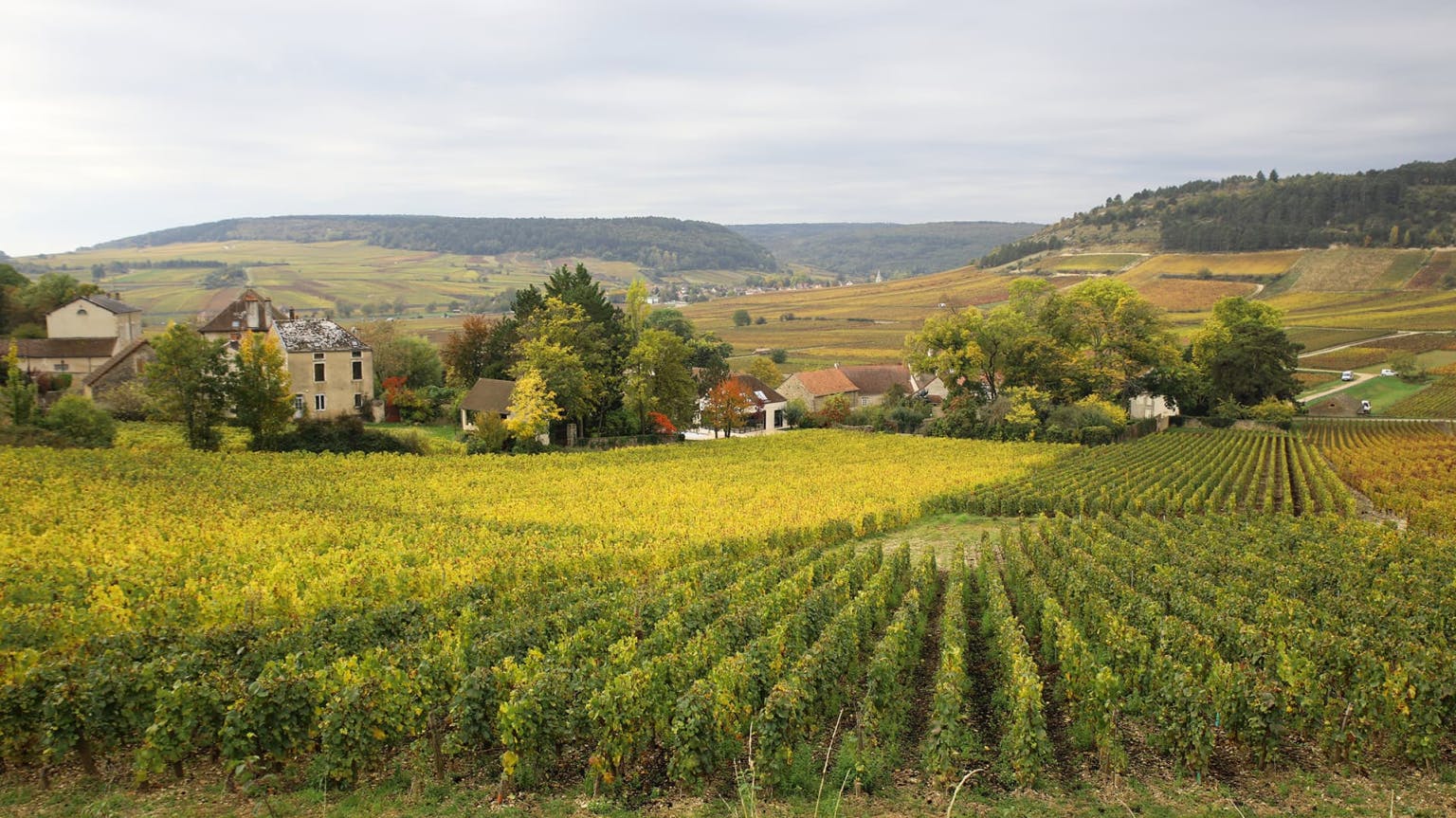Monthelie vineyard