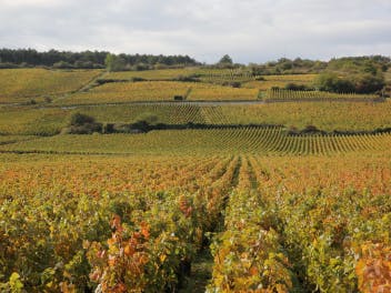Your essential guide to Burgundy