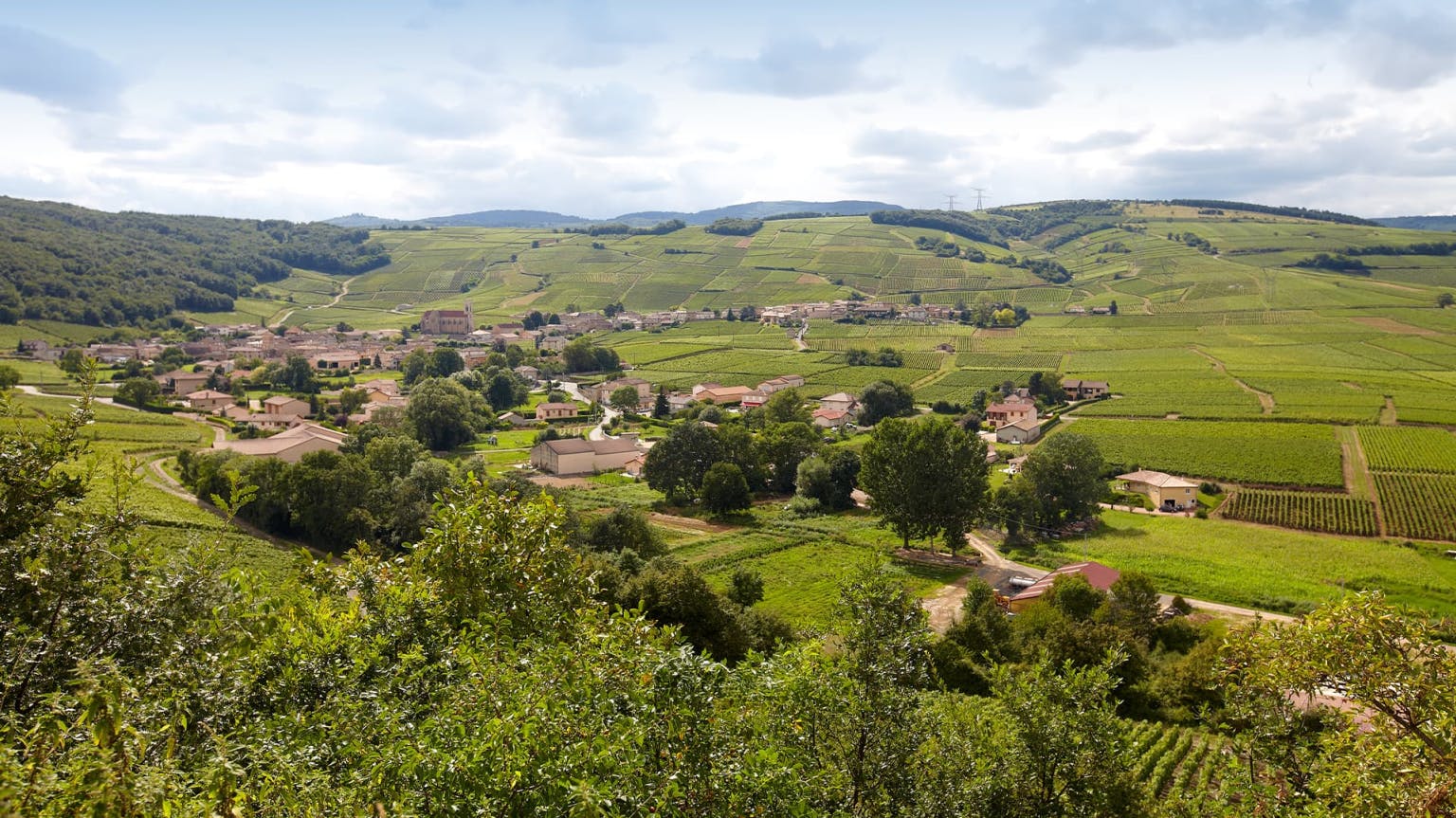 Maconnais_Domaine Ferret vineyard