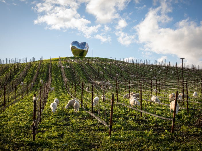 Donum Sheep Graze the Vineyards at The Estate in Carneros