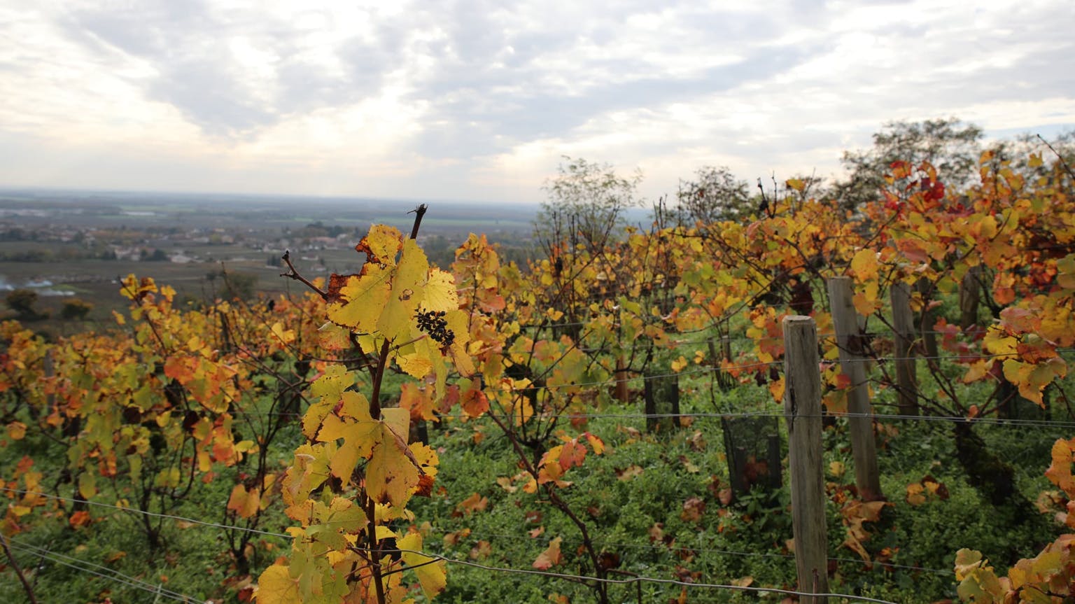 Burgundy 2021: a wine-grower’s vintage