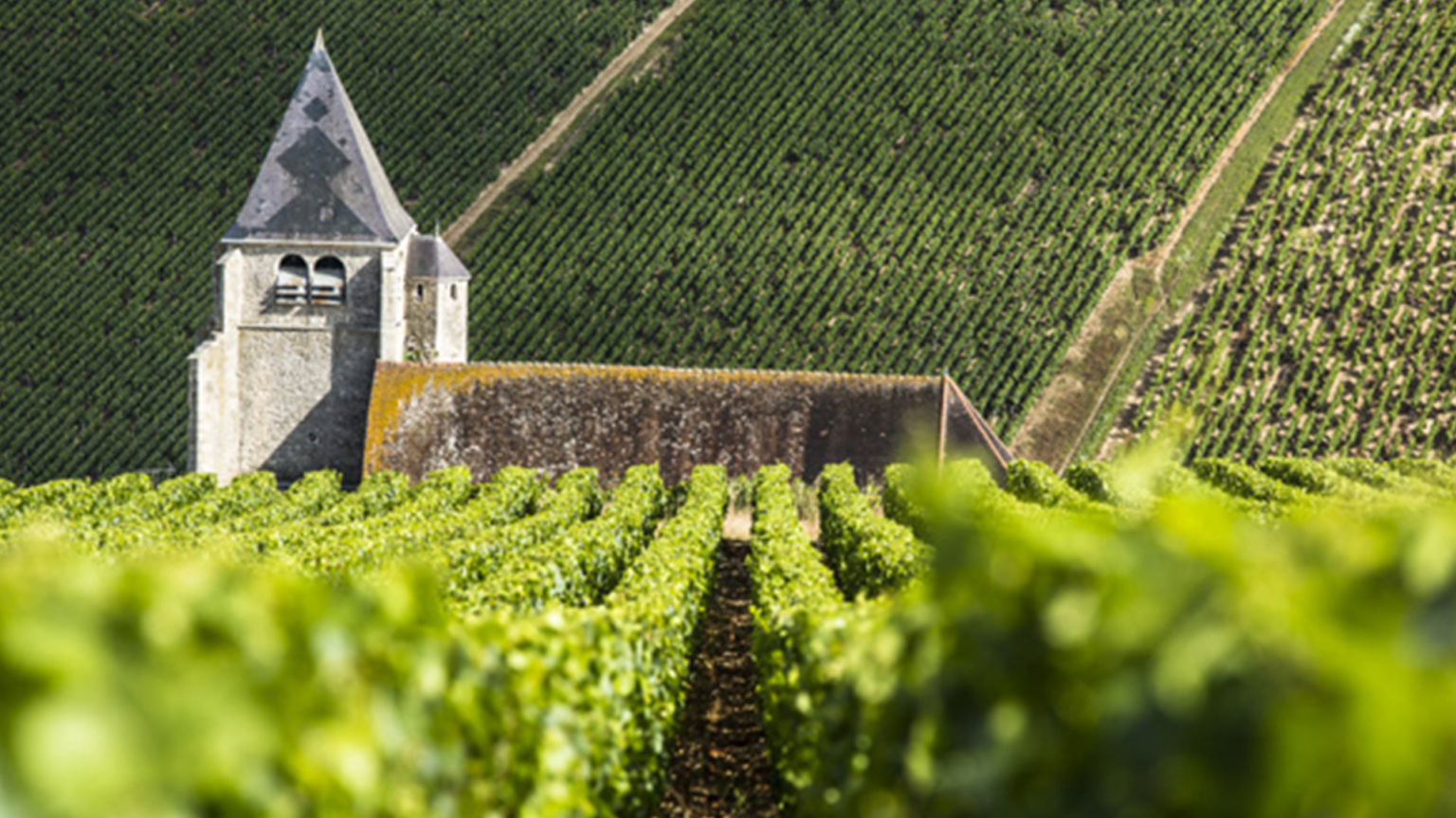 Leading wine critics Report on 2017 White Burgundy