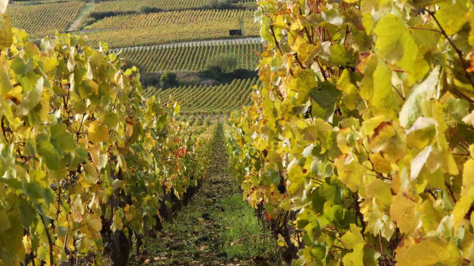 Burgundy 2019: top-value buys