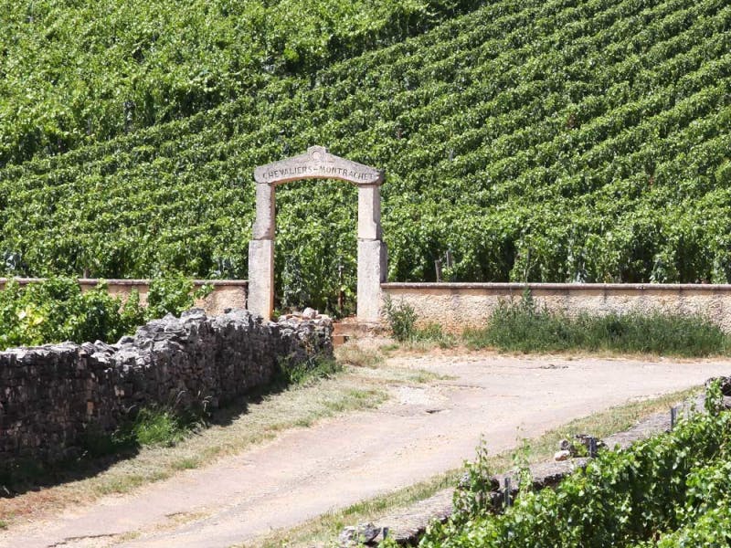 Chassagne-Montrachet-vineyard