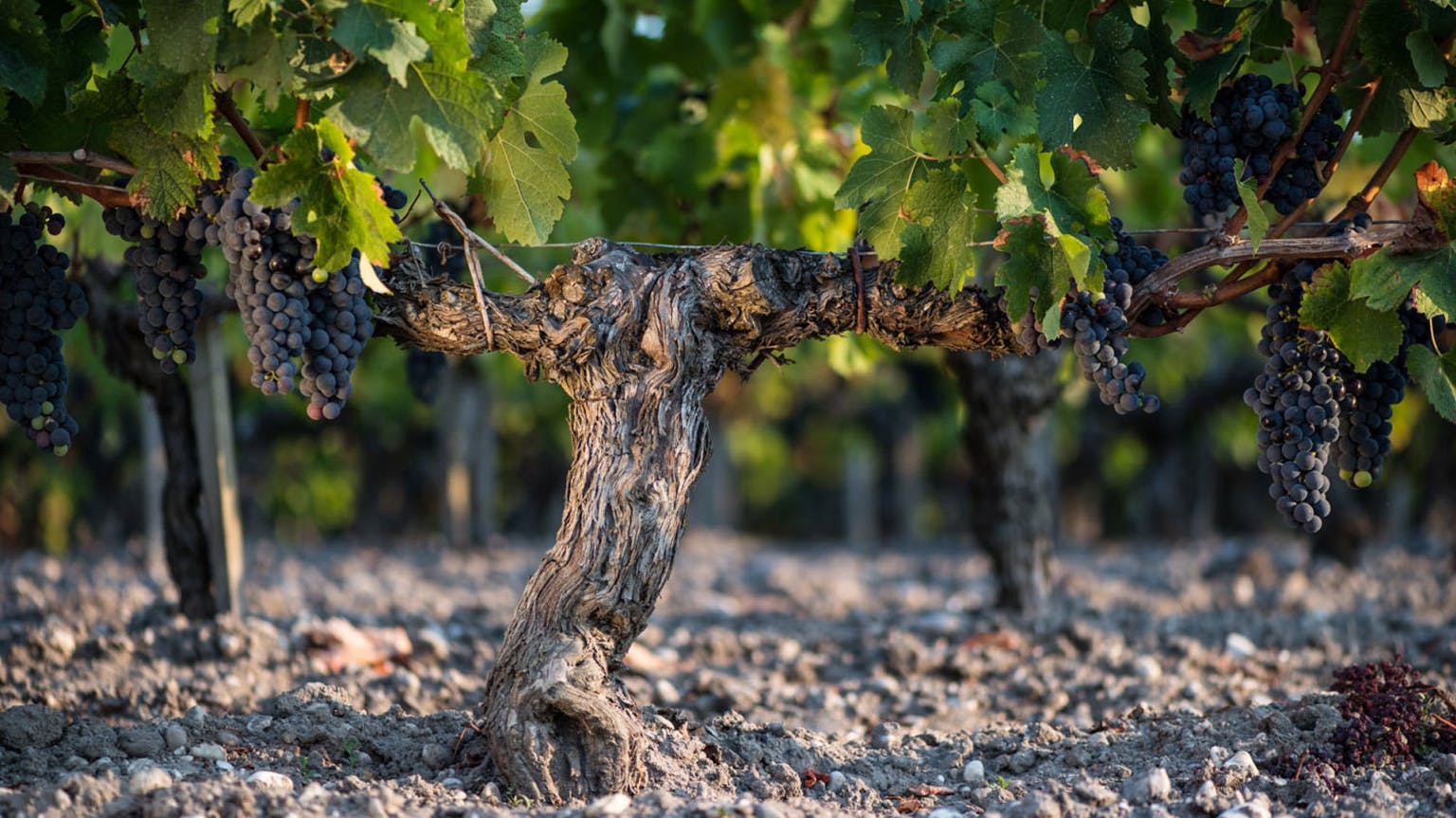 Bordeaux wine vintage 2020: a tale of two halves
