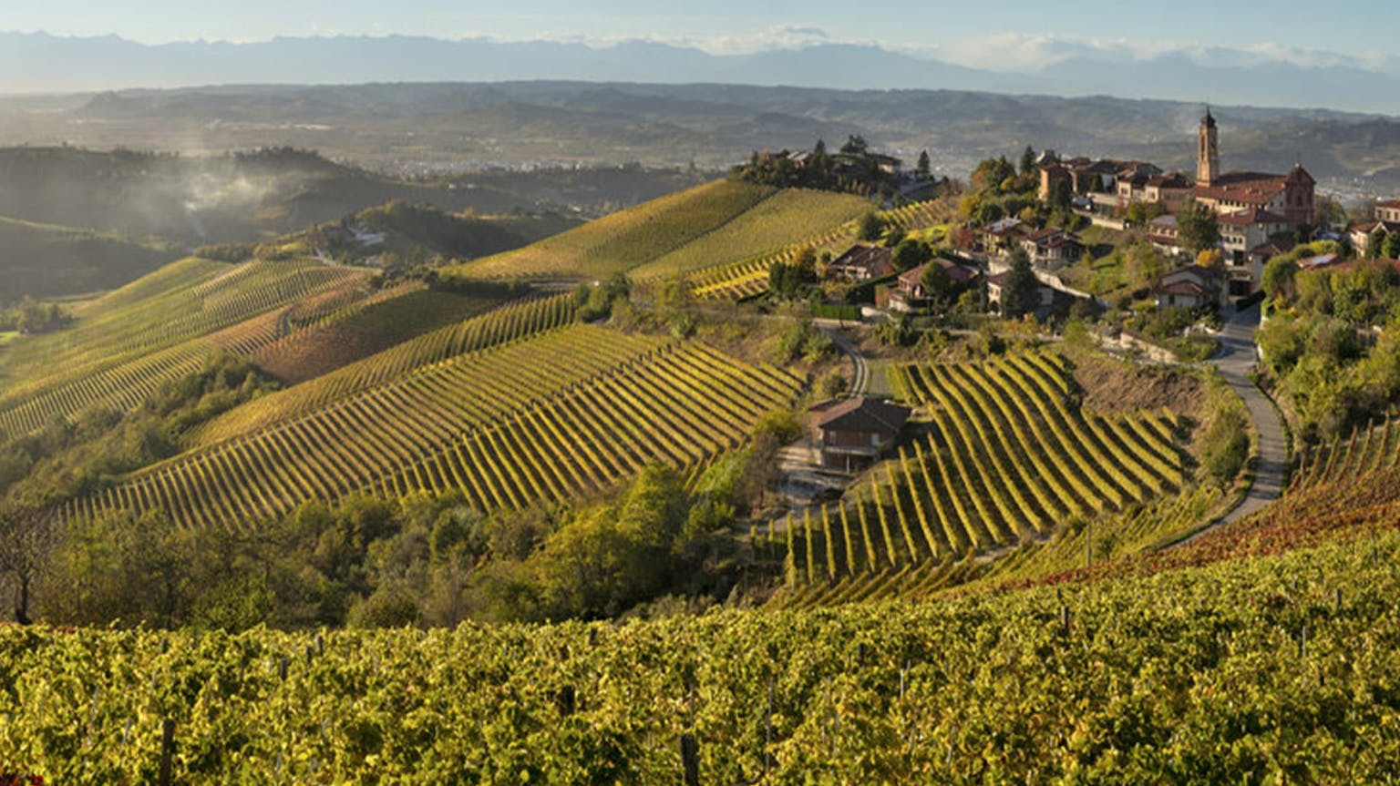 The historic rise of Nebbiolo