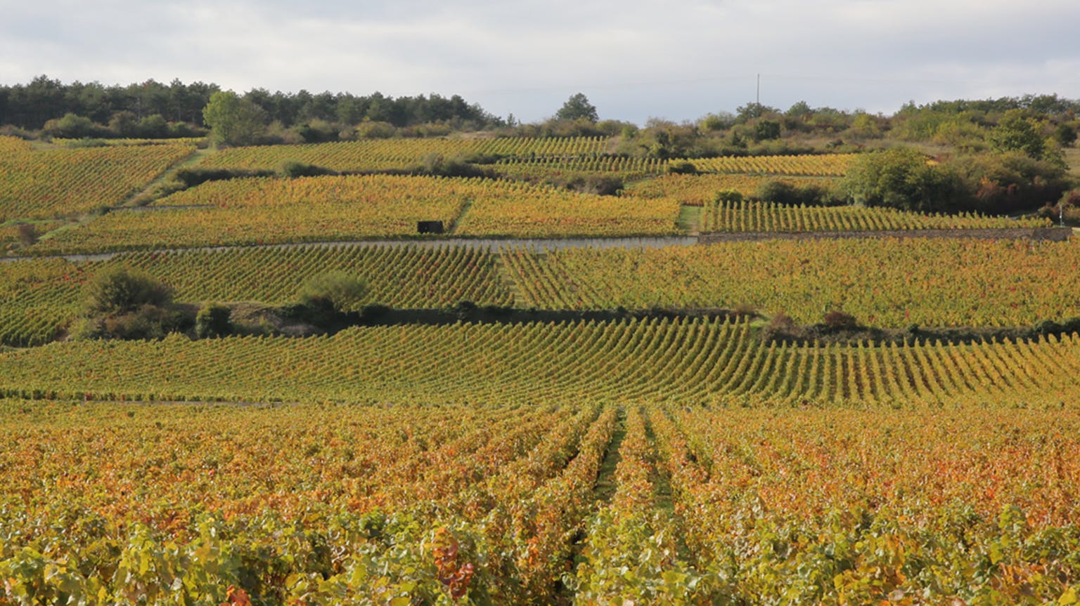 Your essential guide to Burgundy