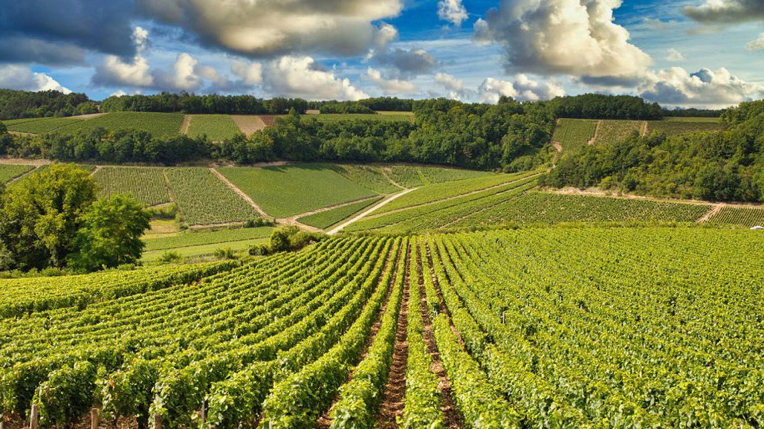 Chablis 2021: a steely year for the region