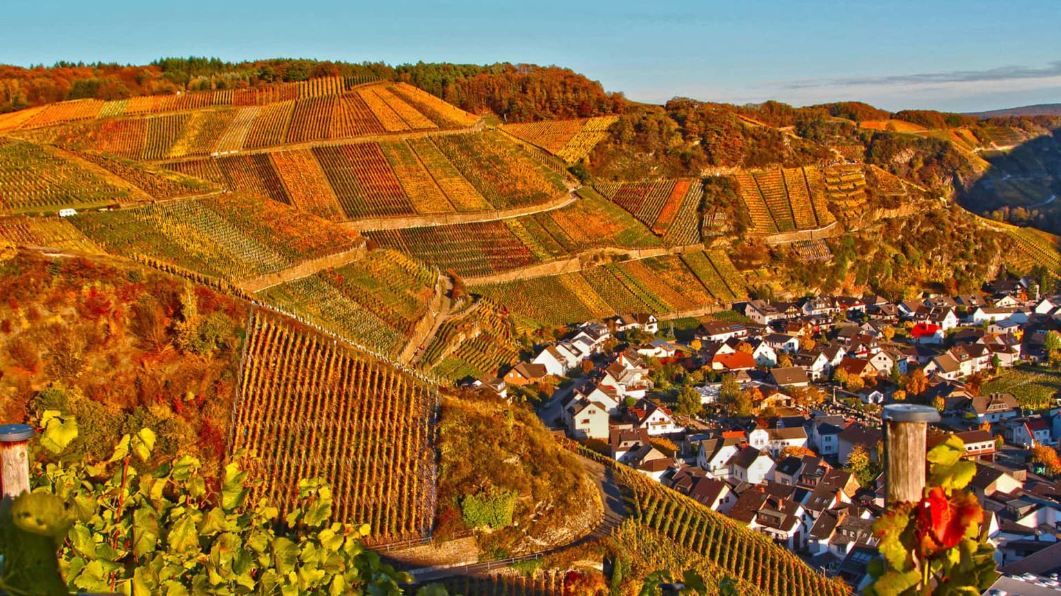 Beyond Burgundy: Exploring Germany's Pinot Noir
