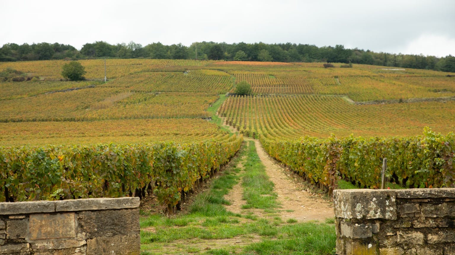 Burgundy Vosne-Romanee - Romanée-Conti 